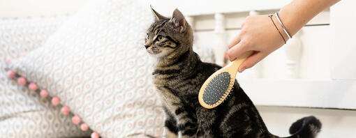 How to Groom a Kitten Brushing Bathing Made Easy Purina